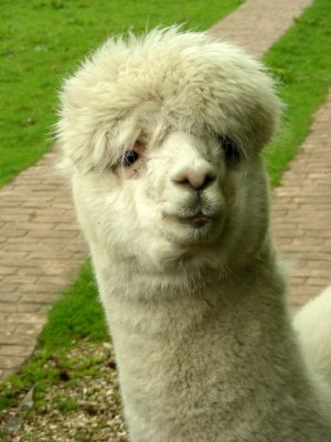 A domesticated Alpaca in North Yorkshire.