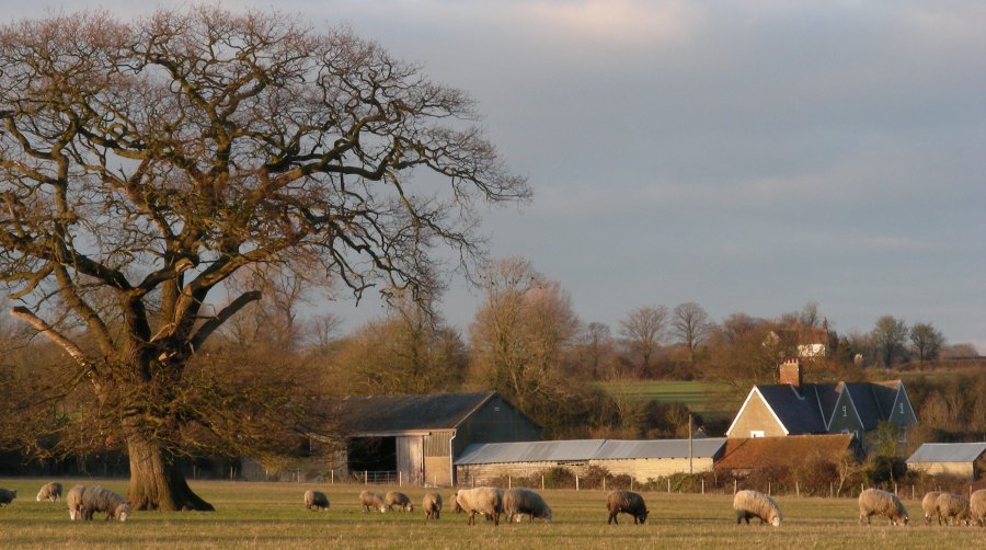 Lye Lane track across Cherry Farm, Wood End, Hertfordshire.